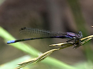 Variable Dancer Male - Argia fumipennis